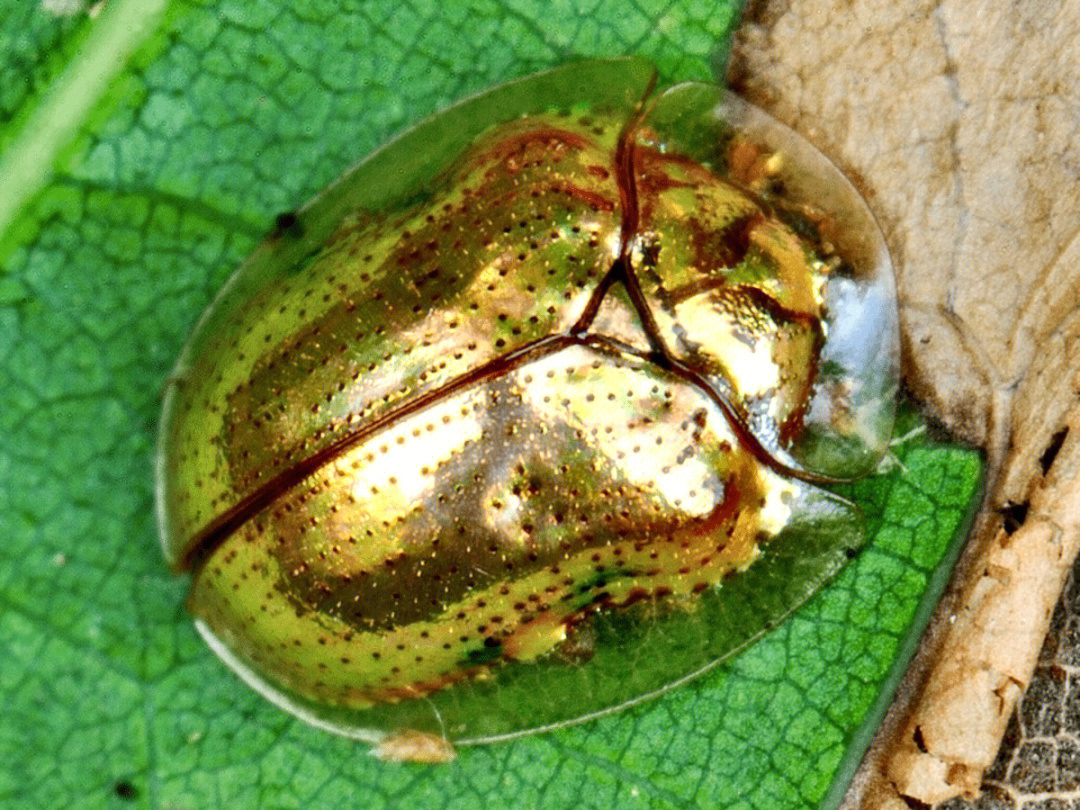 金龟甲和马铃薯甲虫图片