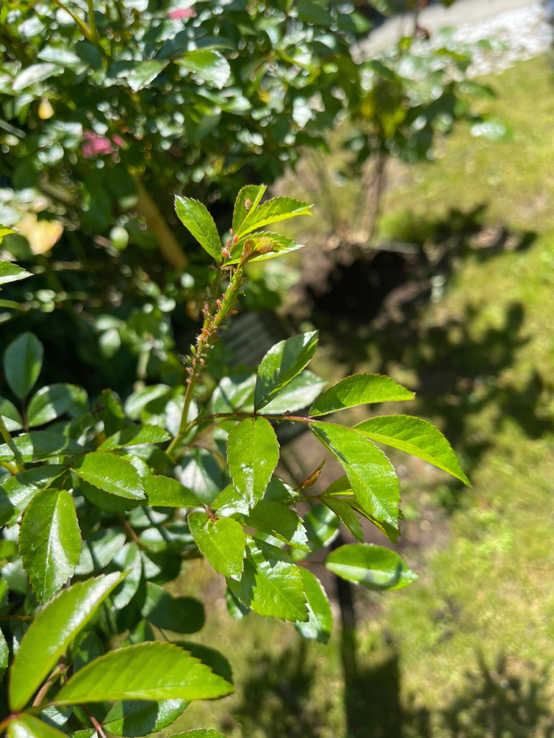 沙漠玫瑰病虫害白蜘蛛图片