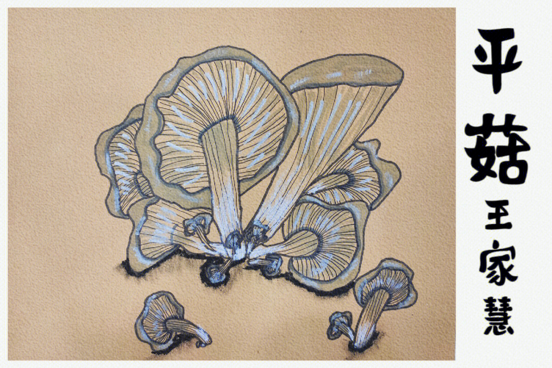 平菇生长过程图加文字图片