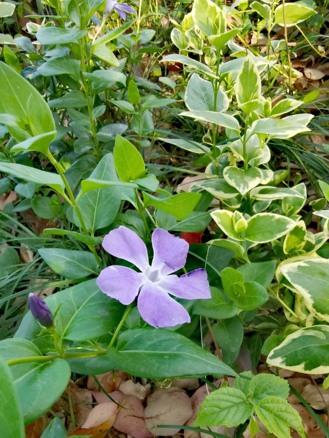 野外识花草之1蔓长春花