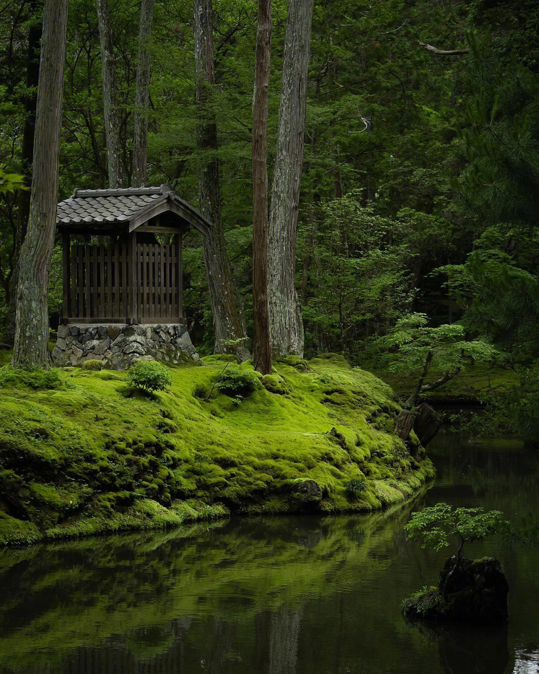 日本西芳寺图片