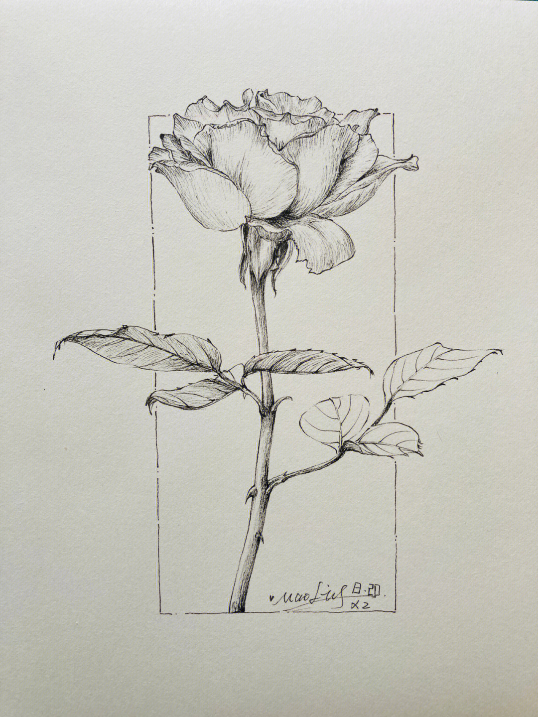 一束玫瑰花素描图片