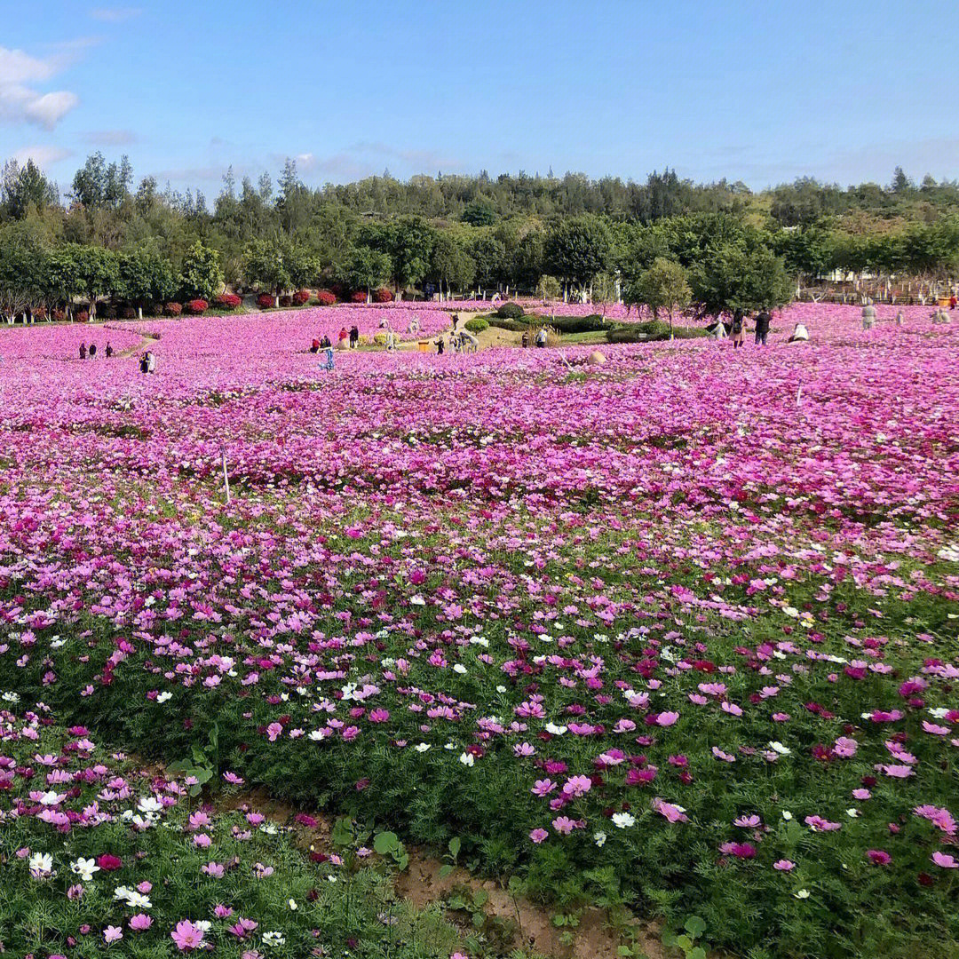 厦门香山公园花期图片