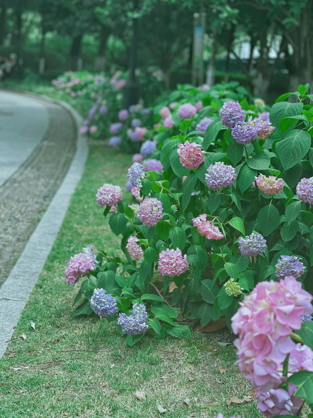 公园里彩色绣球花