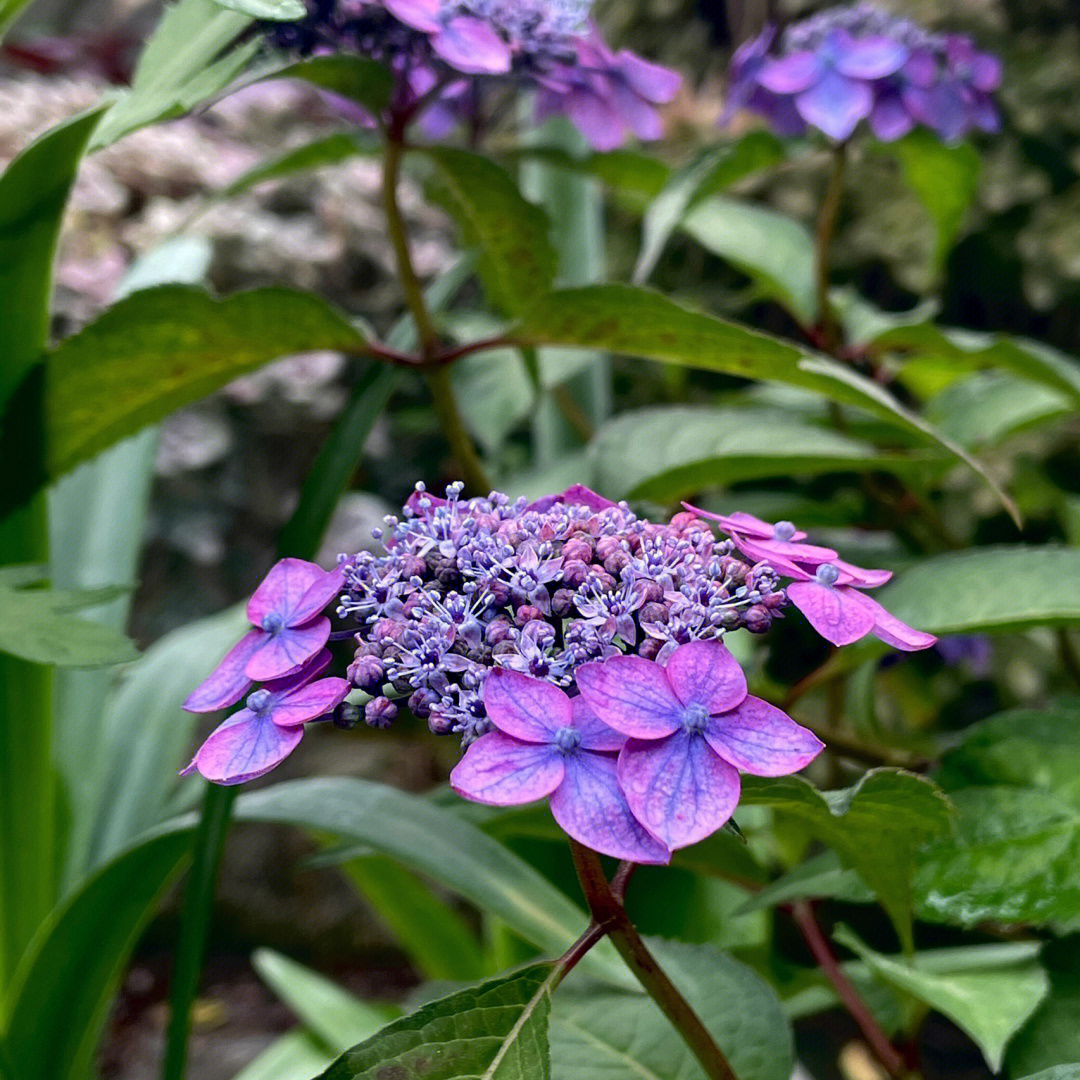 山里野生的绣球花图片