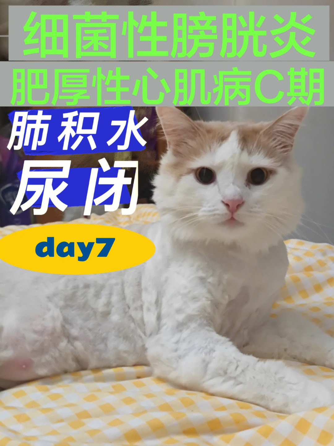 猫咪肥厚性心肌病c期和肺水肿和膀胱炎治疗