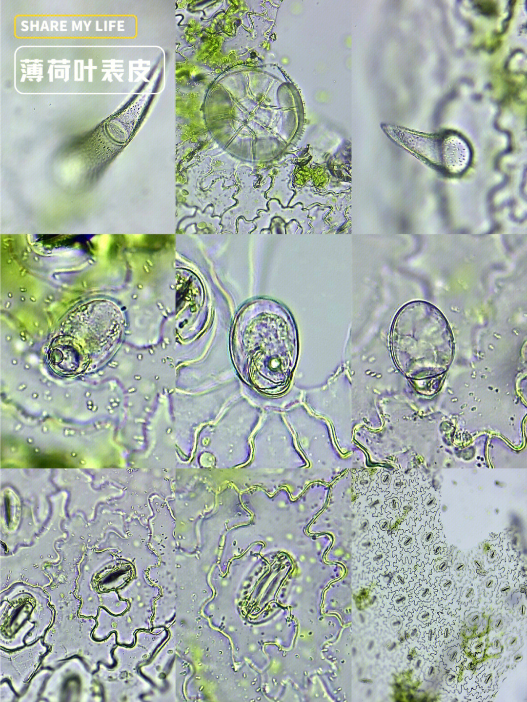 显微镜叶片细胞结构图图片