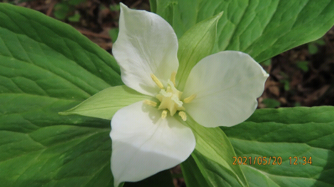 白花延龄草百合科延龄草属多年生草本植物