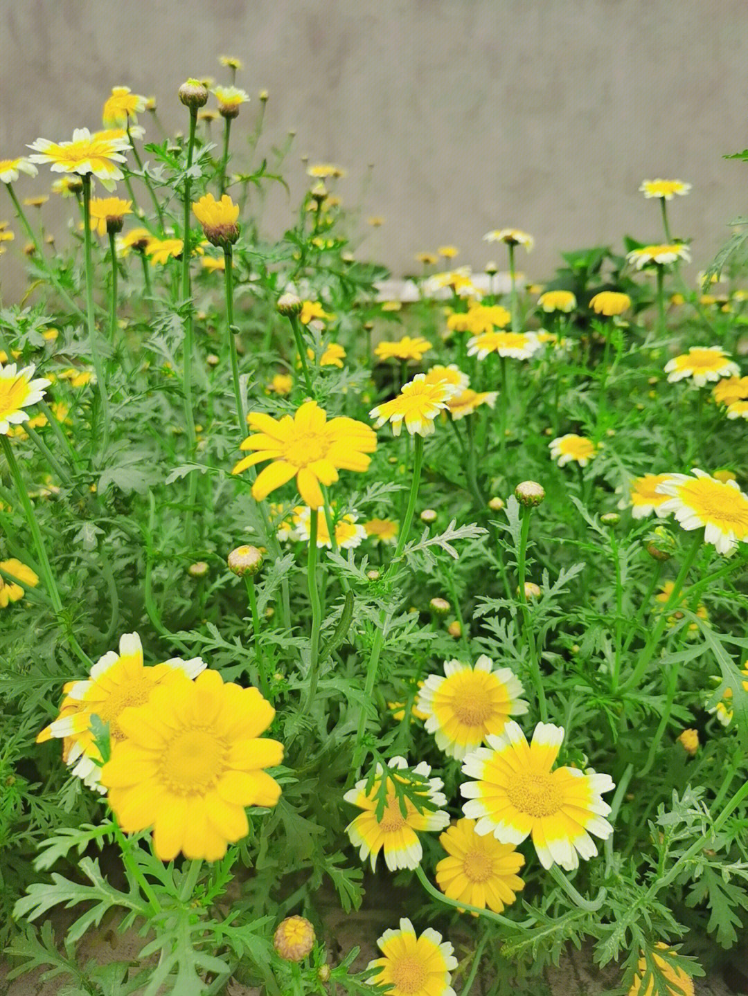 茼蒿菊图片幼苗图片