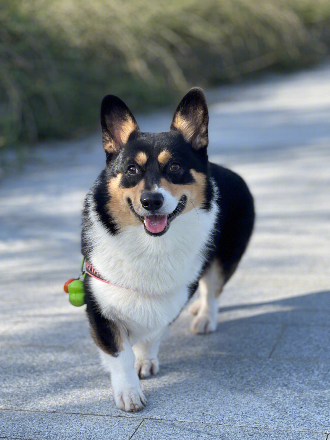 黑头三色柯基犬