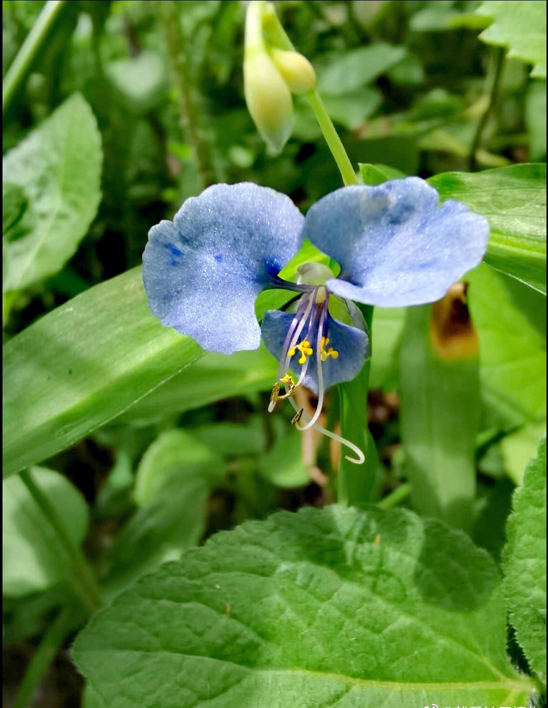 竹节菜的功效图片