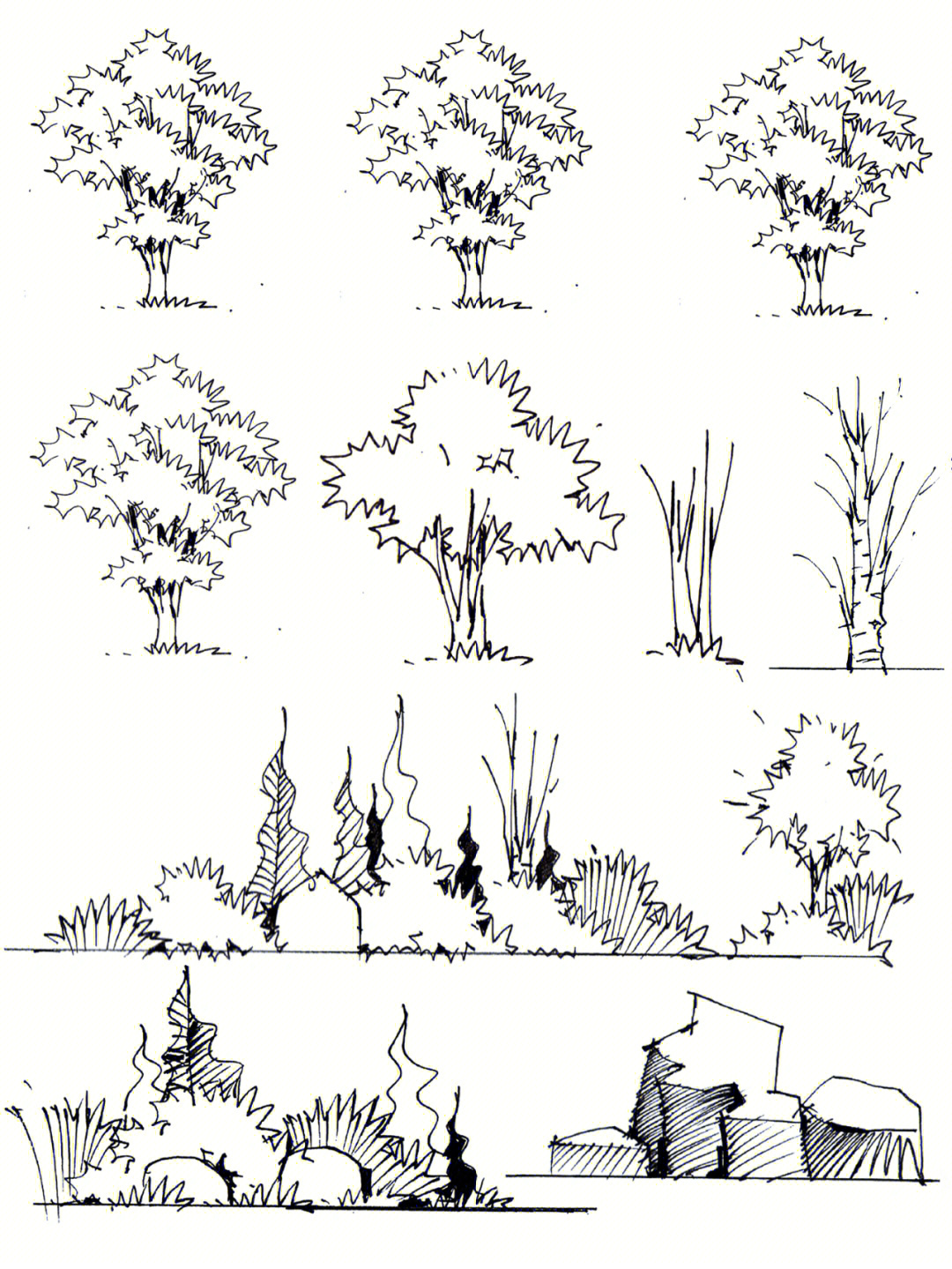 植物组团景观手绘图片