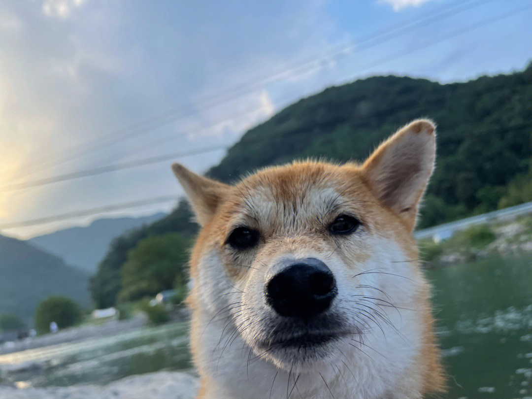 柴犬自拍头像背景天空图片