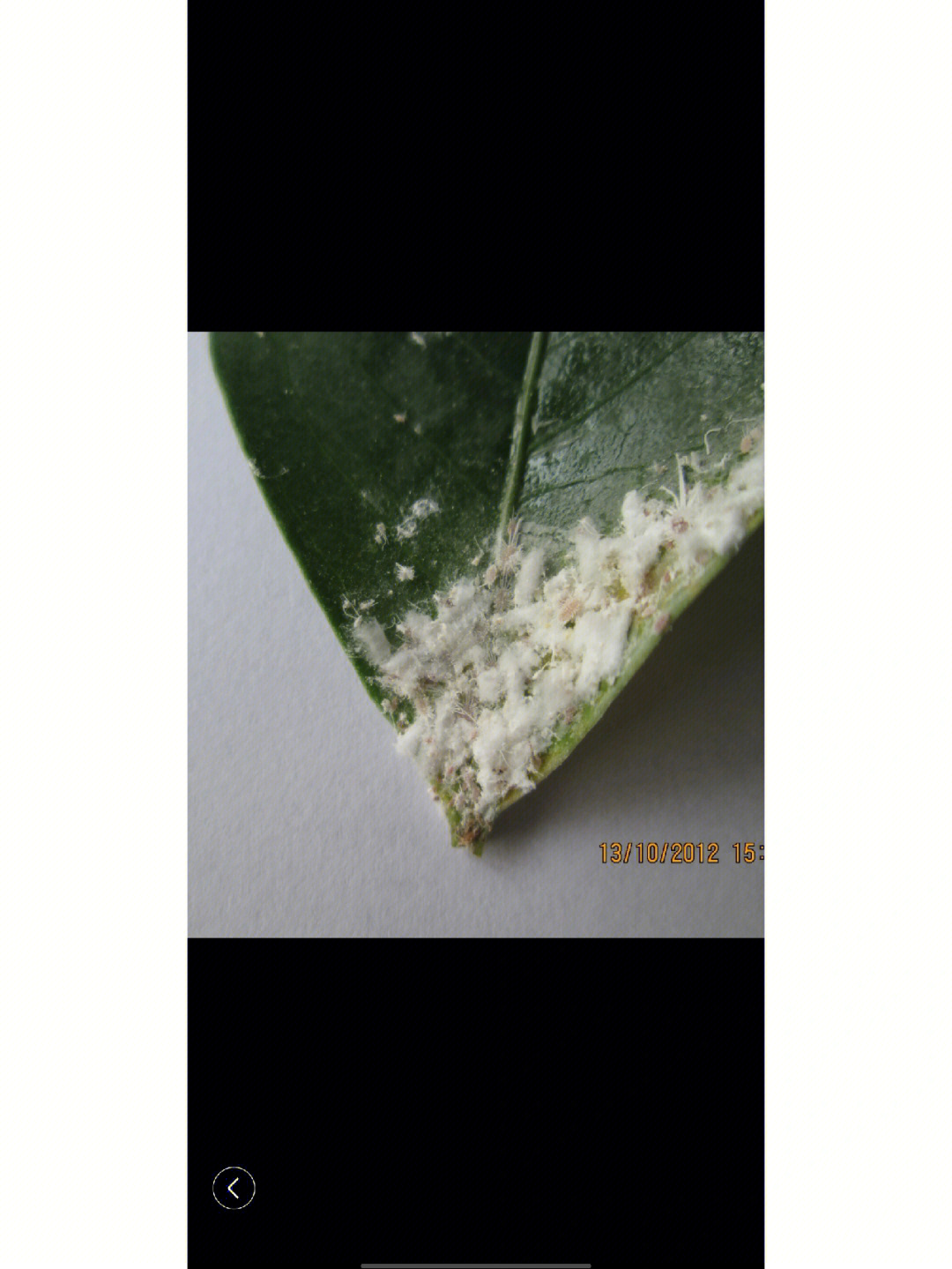 黄角兰长白色絮状虫图片