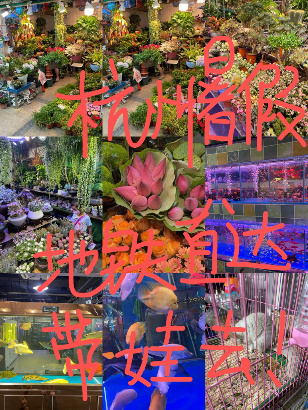 吴山花鸟市场图片