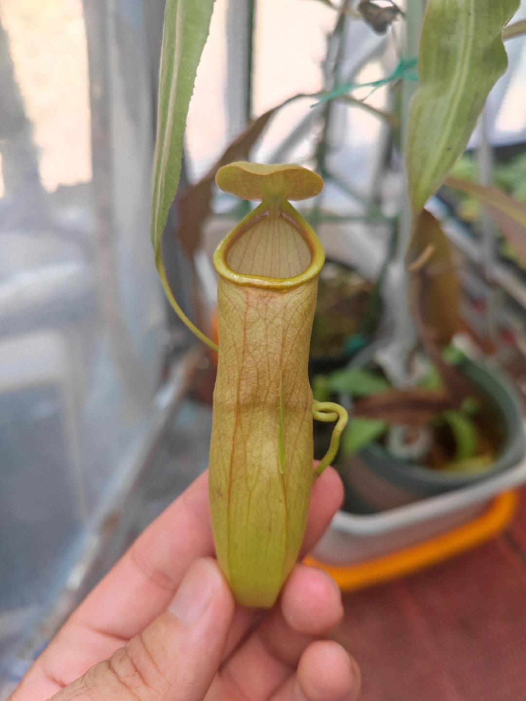 奇异猪笼草(学名:nepenthes mirabil)是猪笼草科猪笼草属的一种热带