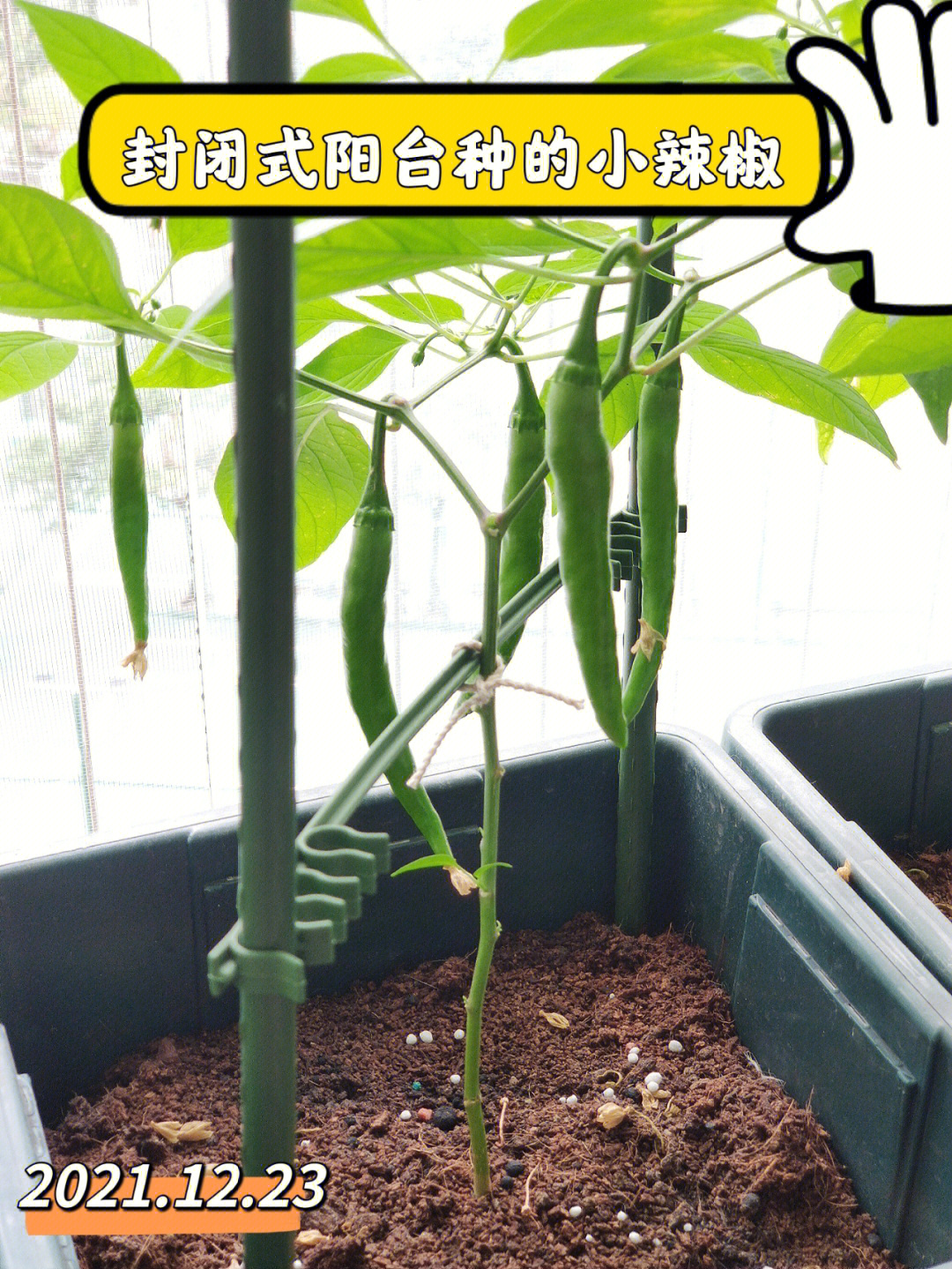 辣椒阳台盆栽种植方法图片
