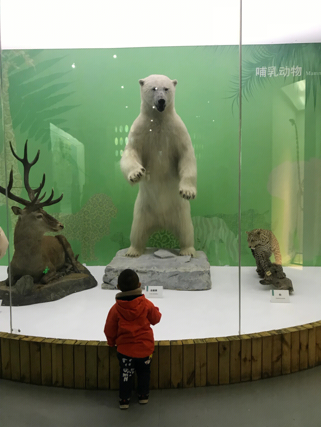 北京自然博物馆之旅