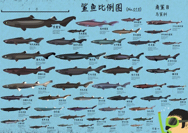 鲨鱼的种类及名称图片