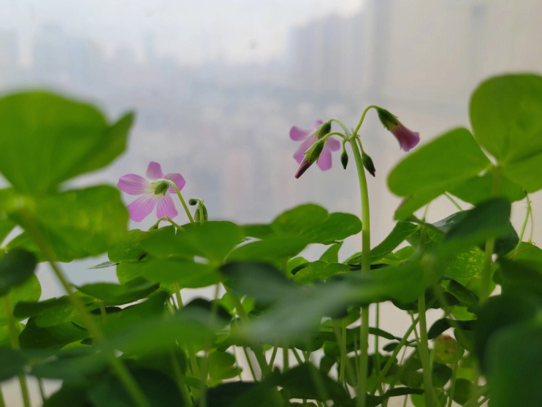 酸酸草的花图片