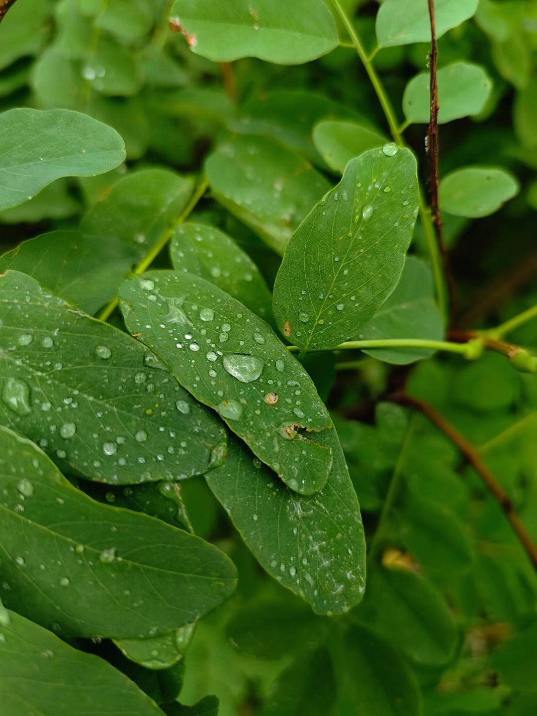 空山新雨后 背景图图片