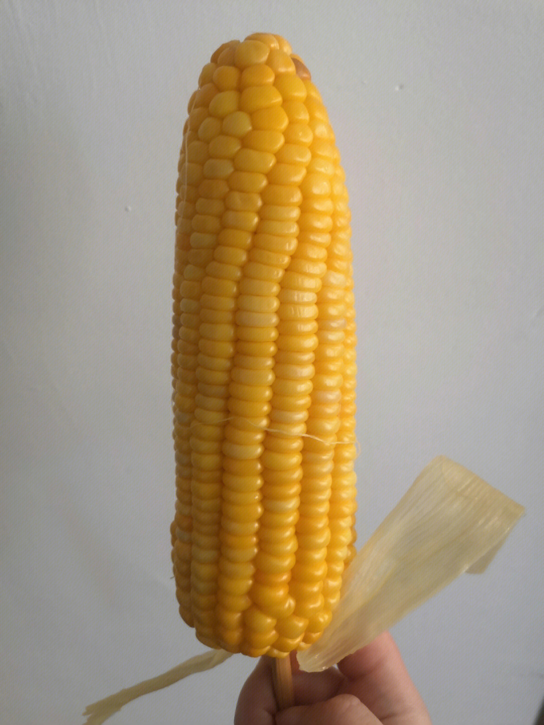 奥玉3111玉米新品种图片