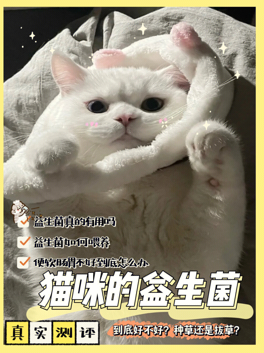 养猫攻略!宠物益生菌你真的选对了吗?