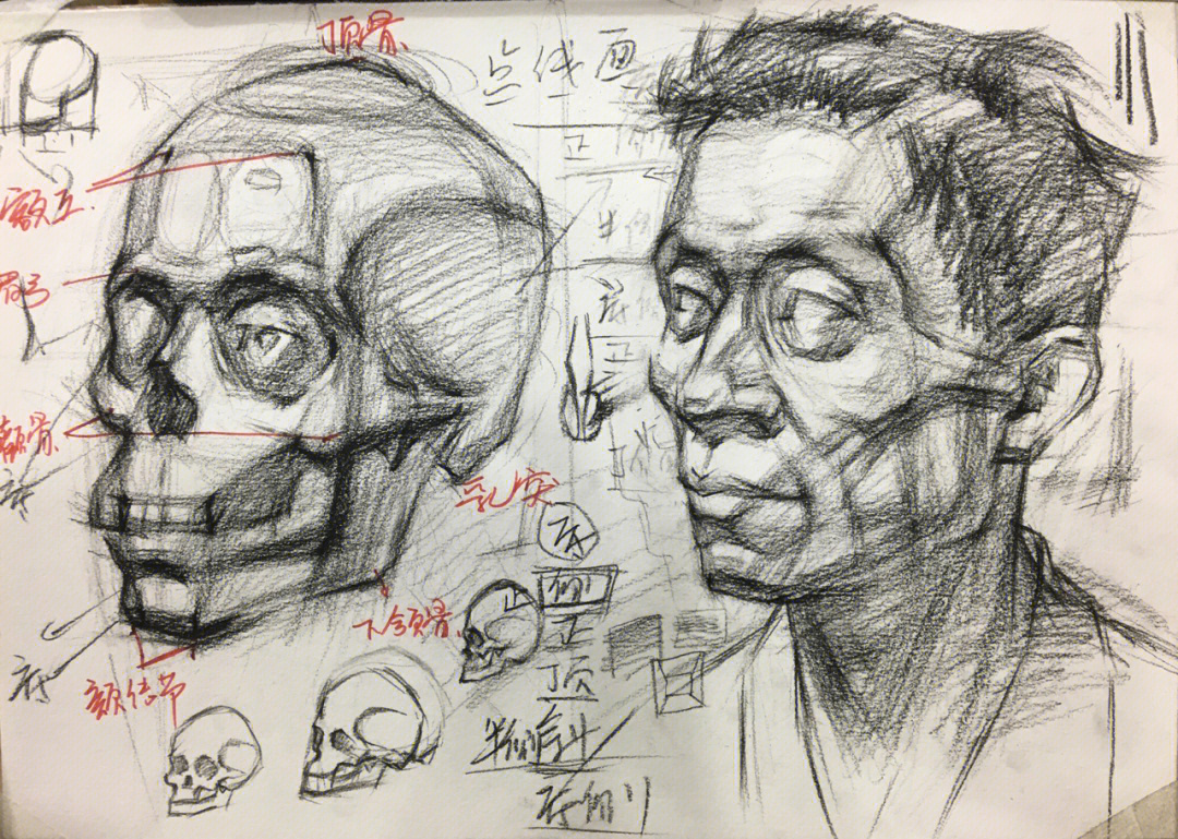 美术生必须掌握的头骨肌肉结构知识点