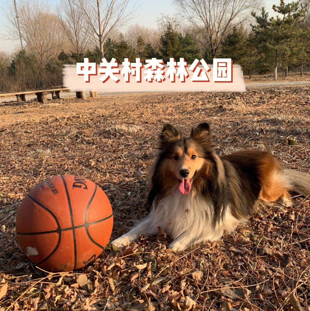 驯养篮球犬图片