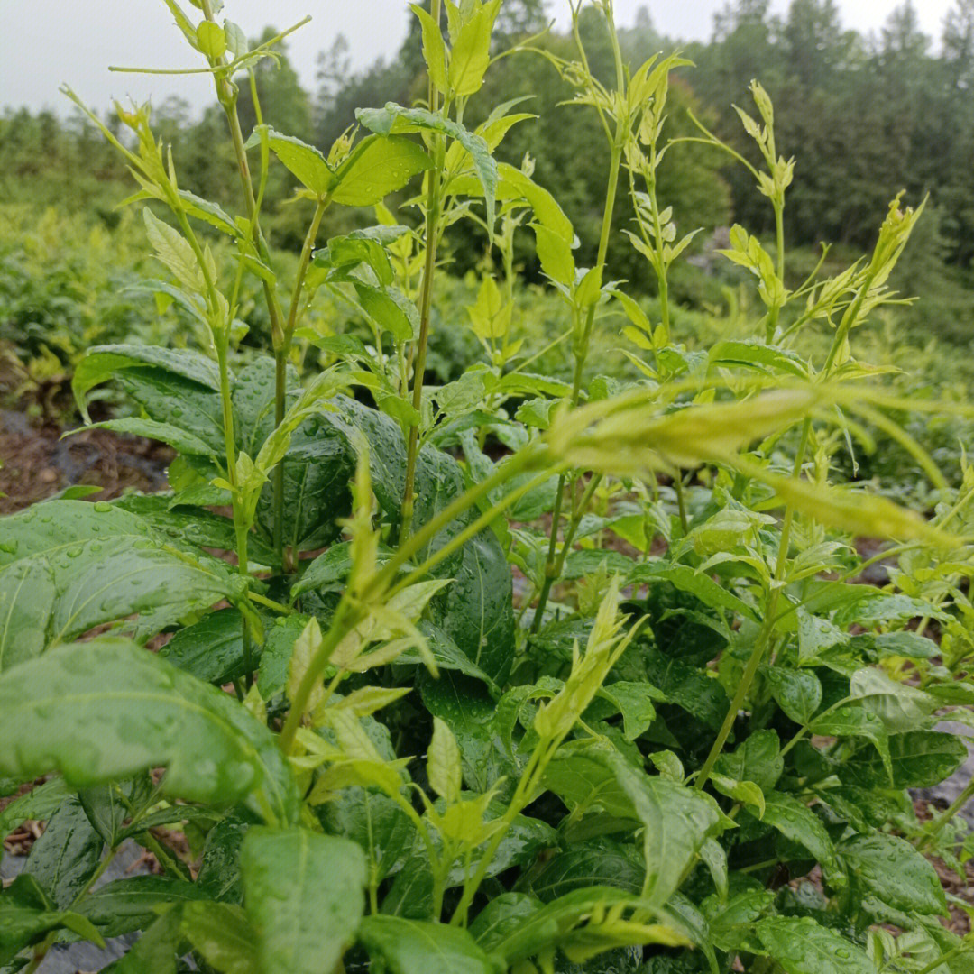 每天都有现货哦莓茶