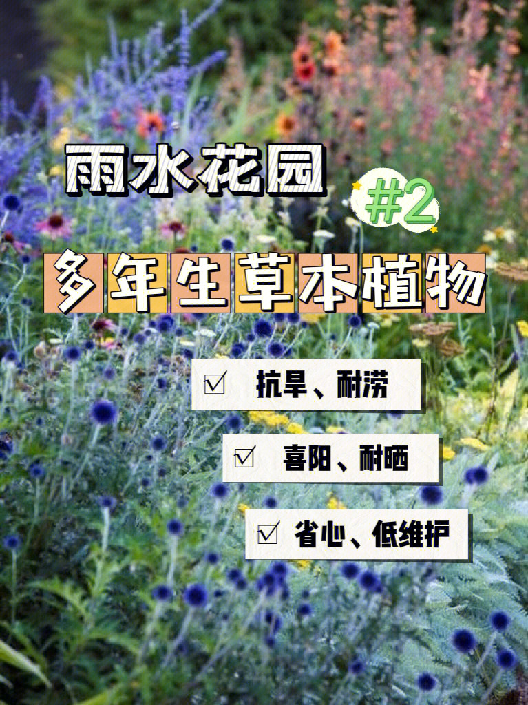 北方雨水花园常用植物图片