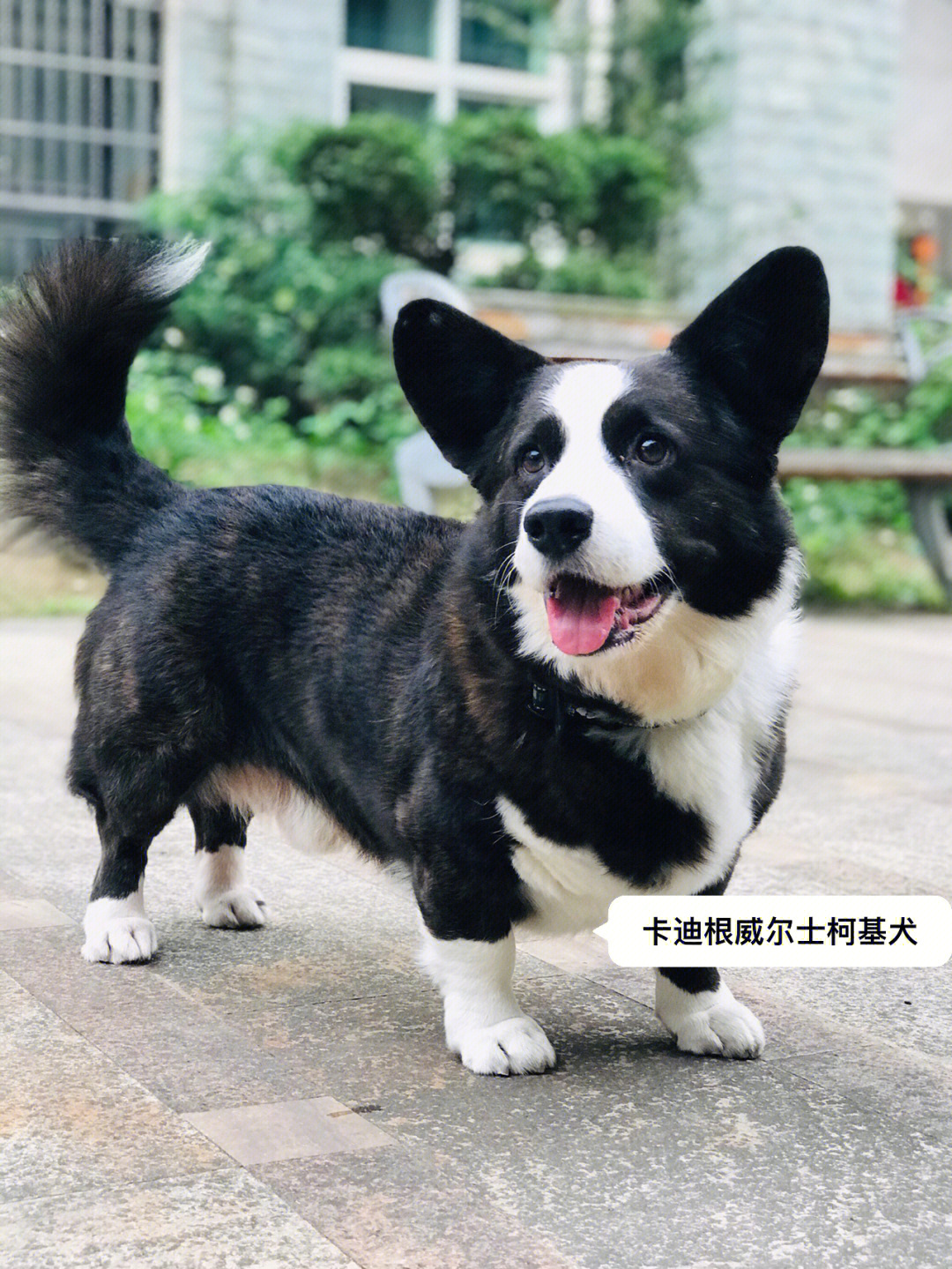 认识卡迪根威尔士柯基犬(二)