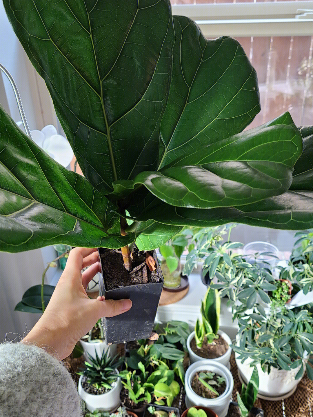 琴叶榕打顶水培 fiddle leaf fig