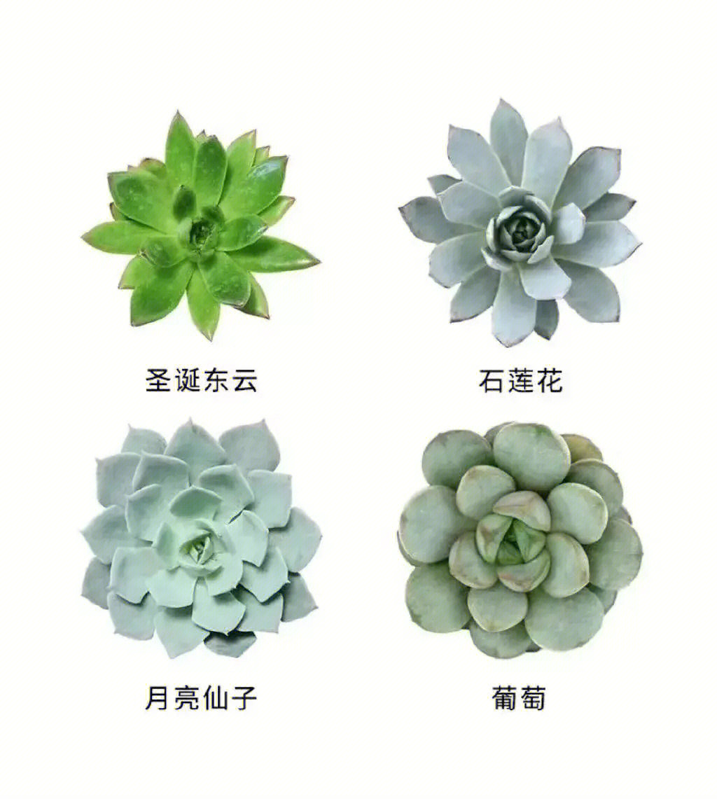 认识多肉
