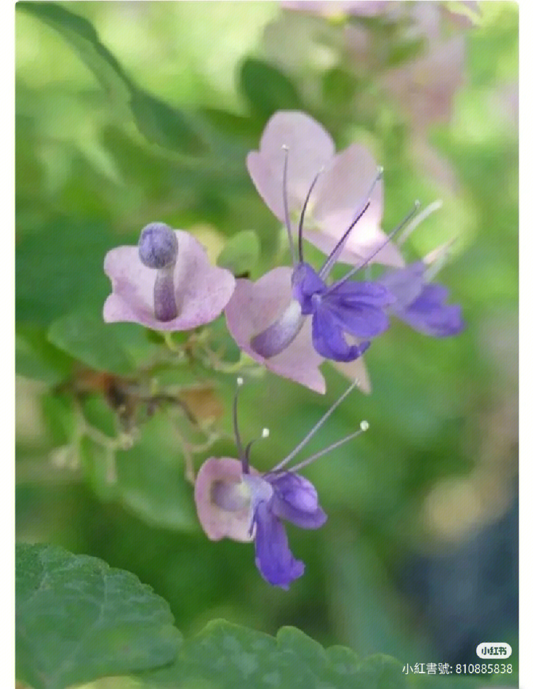 粉苞冬红美丽笠桐帽子花