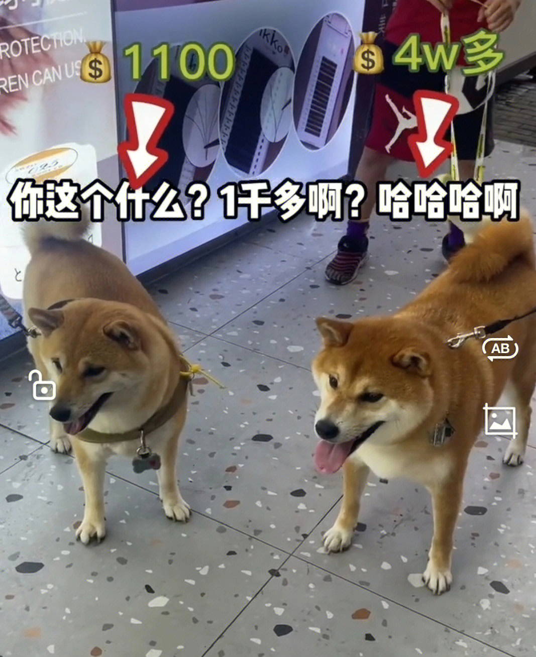 柴犬价钱图片