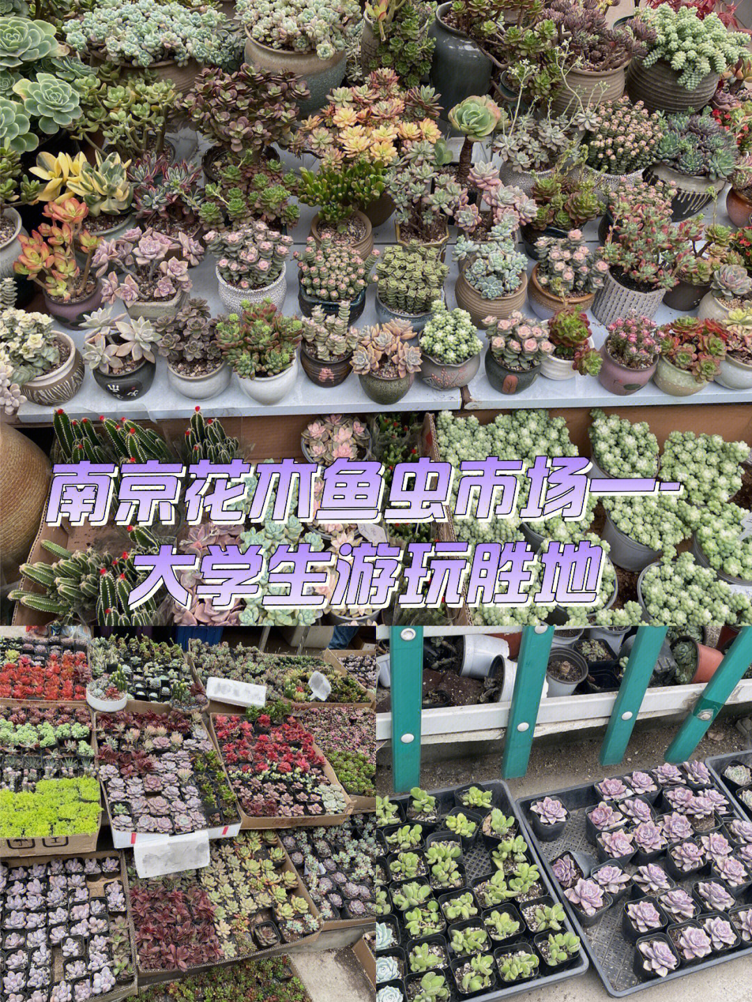 七桥瓮花鸟市场图片