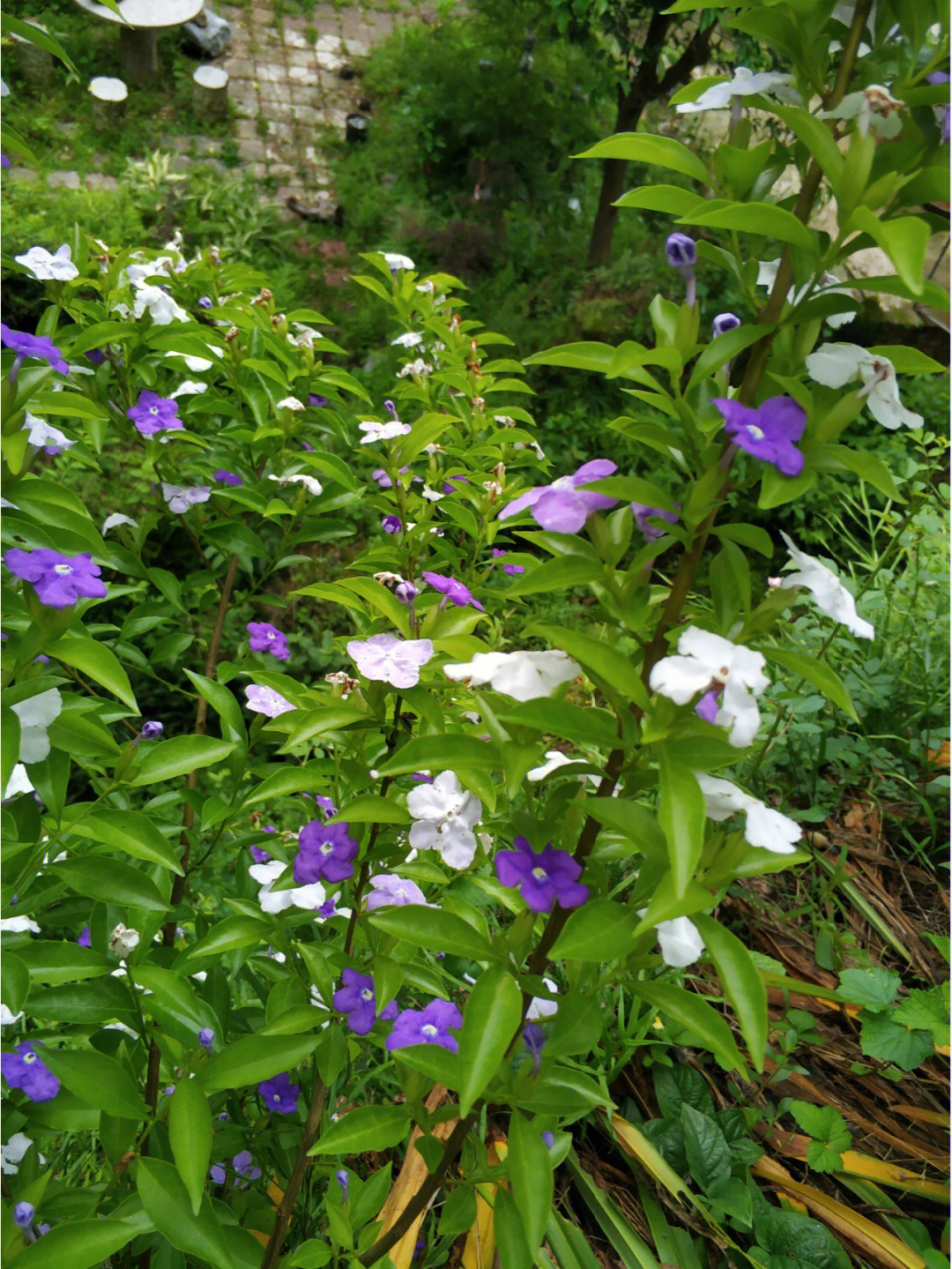 鸳鸯茉莉花