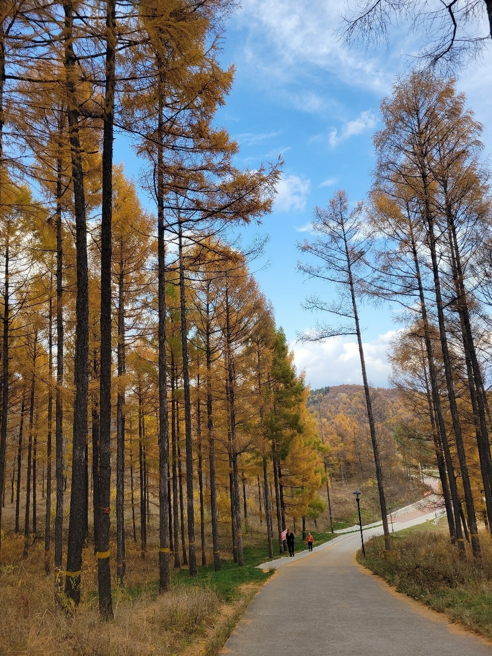 北山林场秋景照片图片