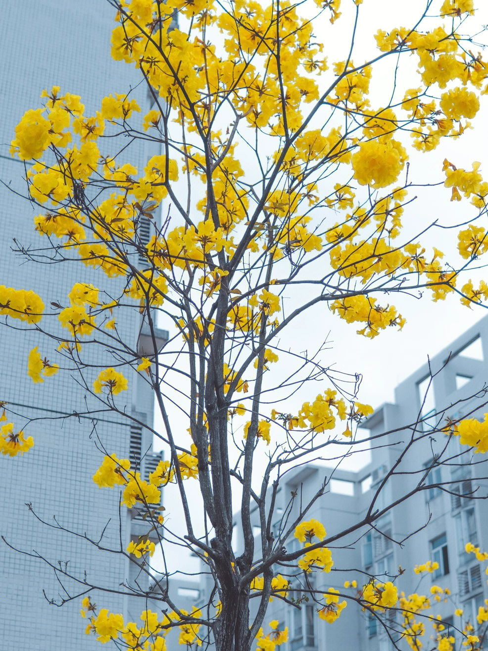 黄花风铃树