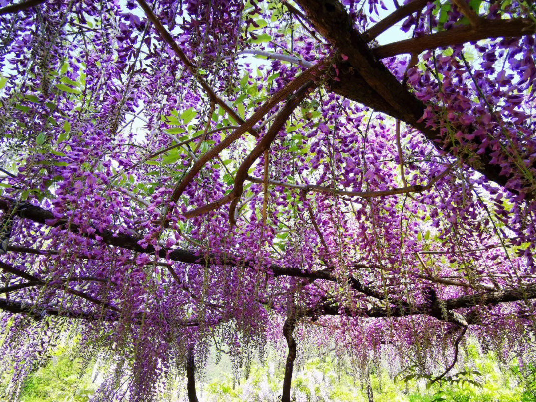 紫藤花花语象征图片