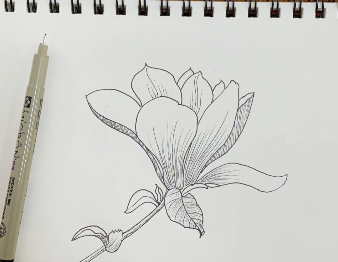 玉兰花的花苞怎么画图片