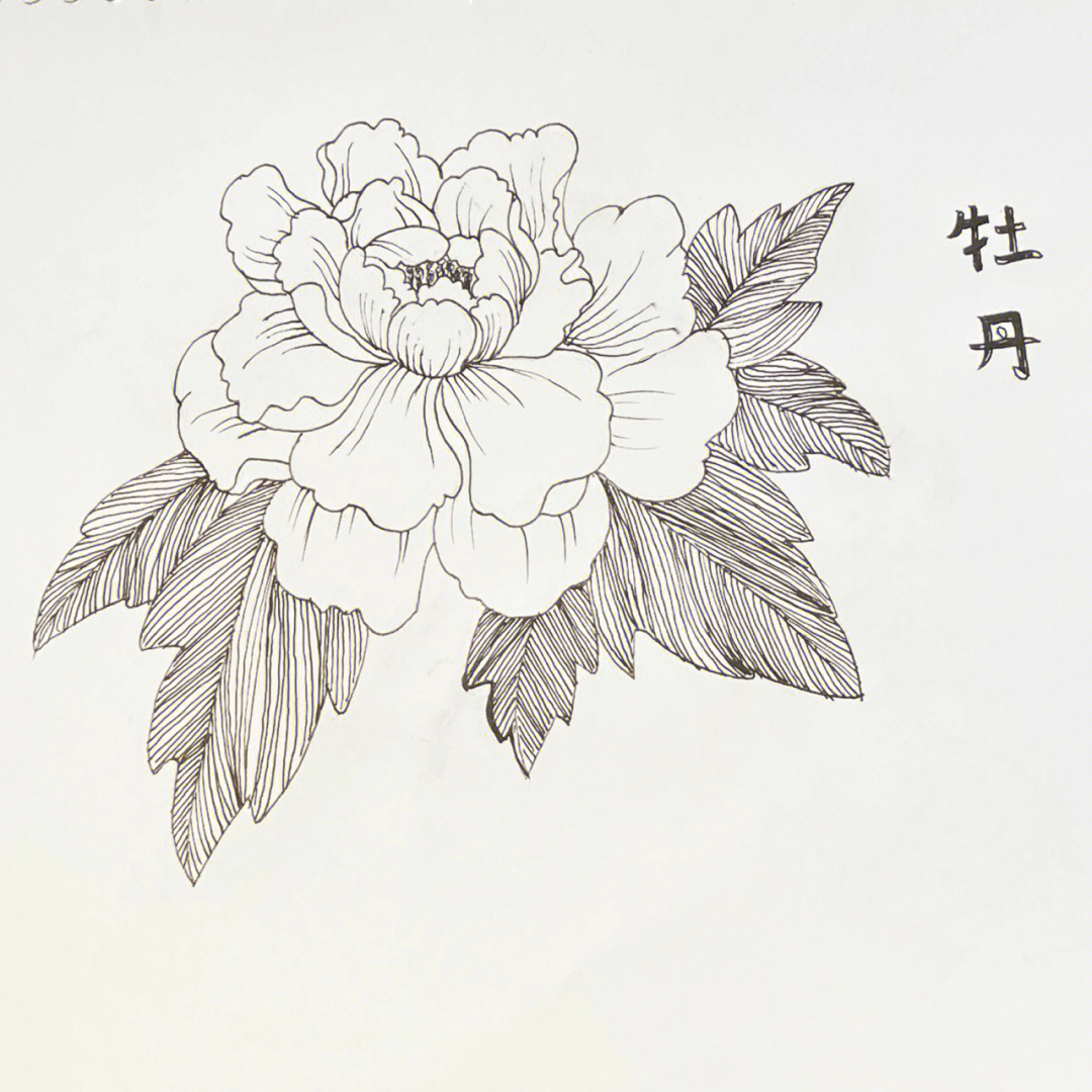 线描花卉牡丹控笔练习1100