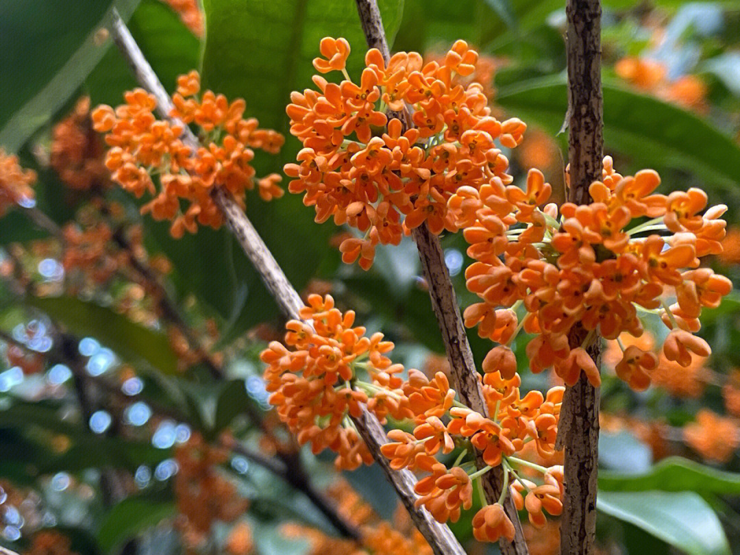 桂花满屏香