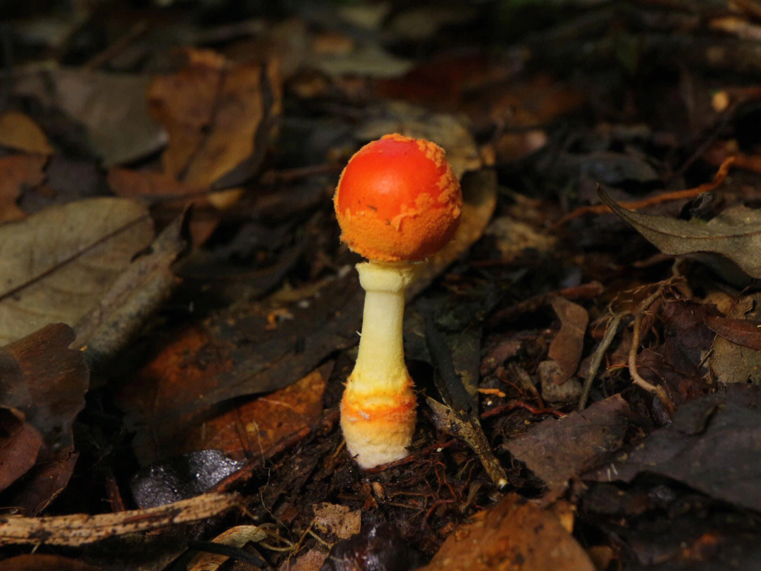 红托鹅膏菌图片