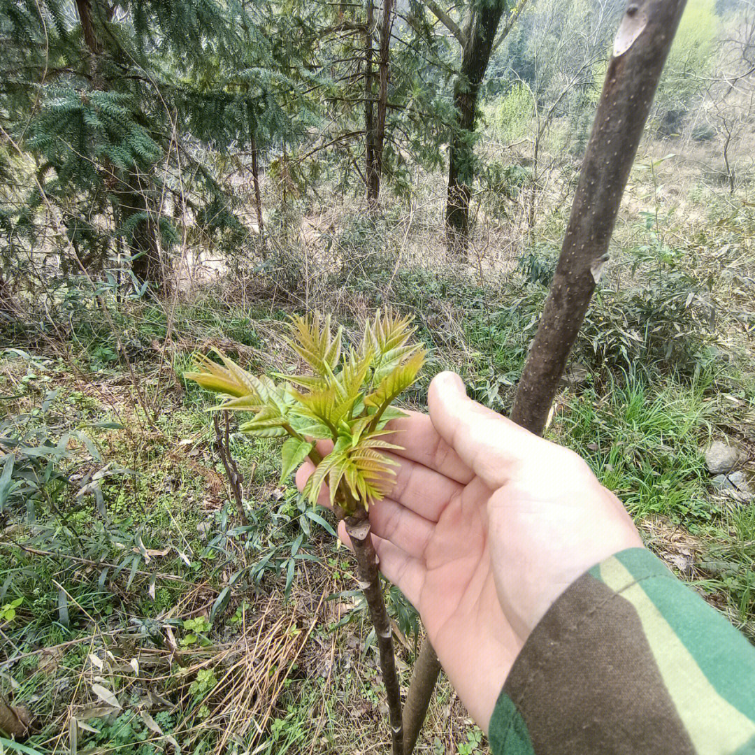 香椿锈病图片图片