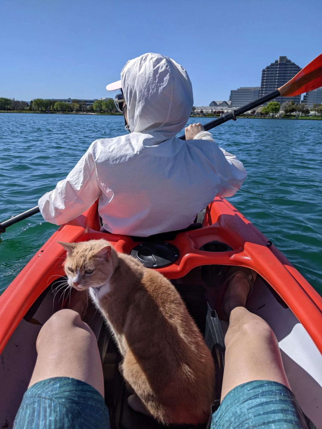 猫皮划艇照片图片