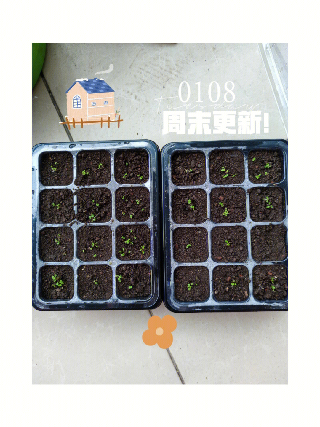 (1)上周末播下的姬小菊种子全部都发芽了,希望快快长大
