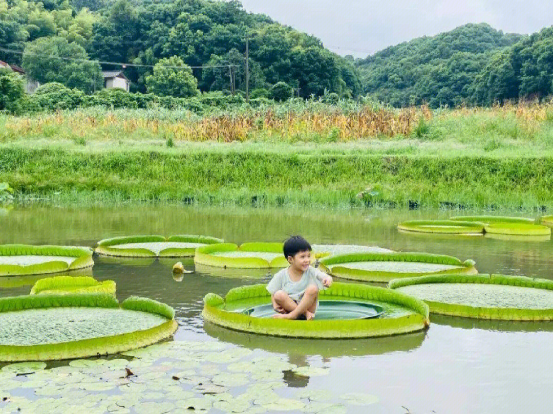 世界上水生植物中最大的叶片王莲载人的奥秘