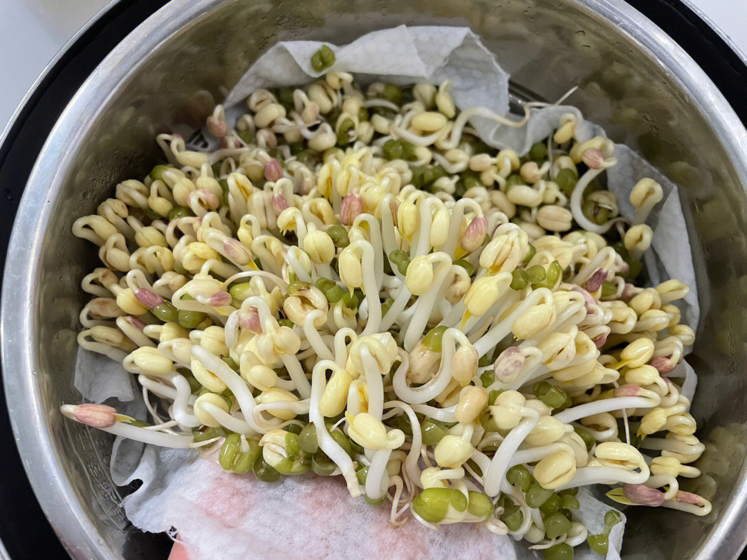 绿豆芽生长过程第五天图片